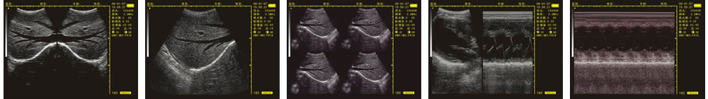 V-20掌上B型超聲診斷儀(動物版)一流的數字成像技術，圖像更清晰